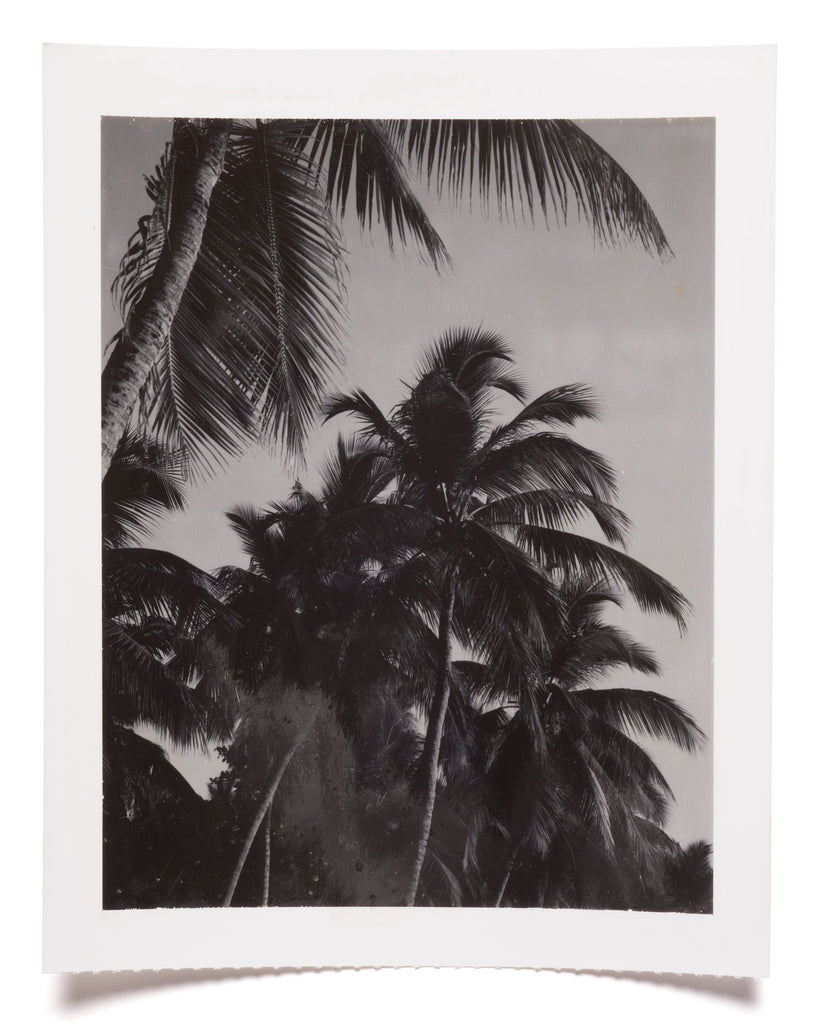 Harbour Island, Bahamas, nyc, fine art, gallery wall, Leanne Ford, cityscape, landscape, Polaroid, palm trees, black and white, fine art, ocean, beach