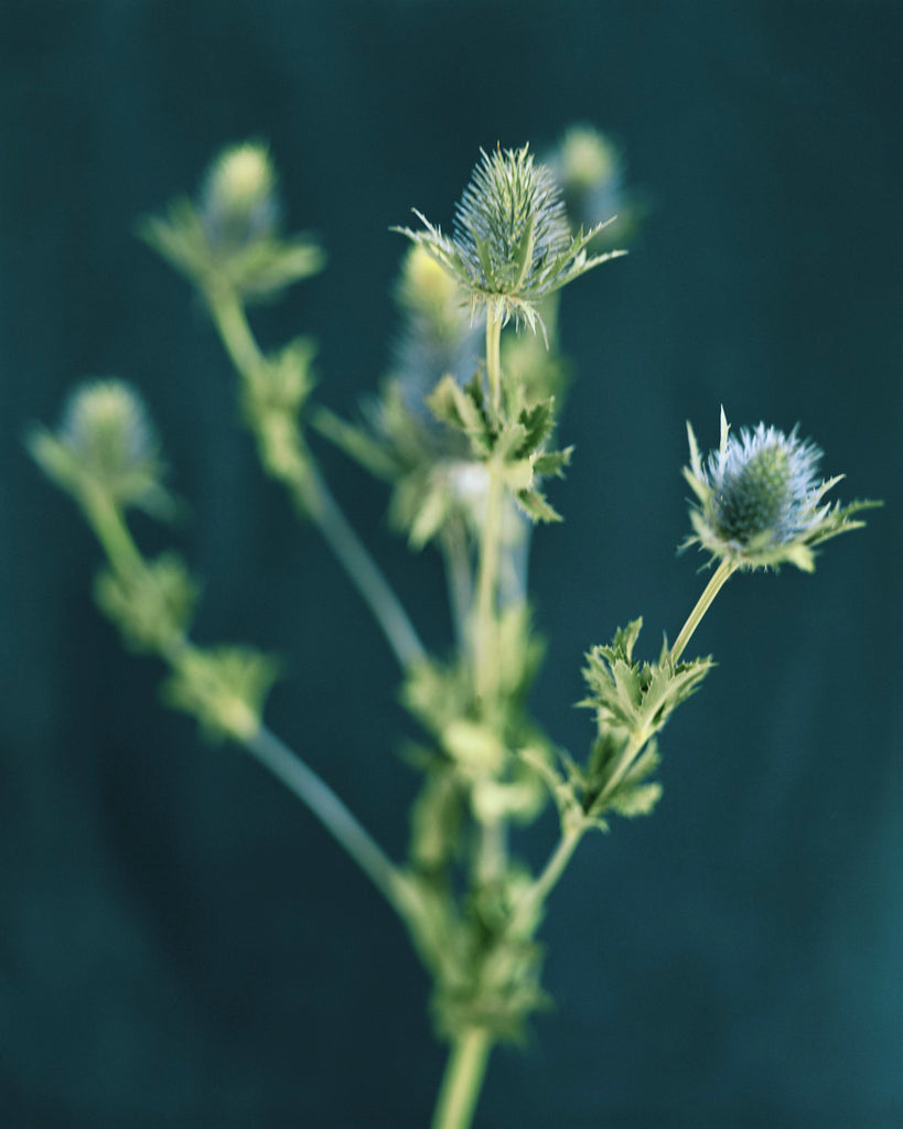 blue sea holly, Mark D Sikes, flower, plant, leanne ford, landscape, Diego Uchitel Prints, blue, blue eryngium