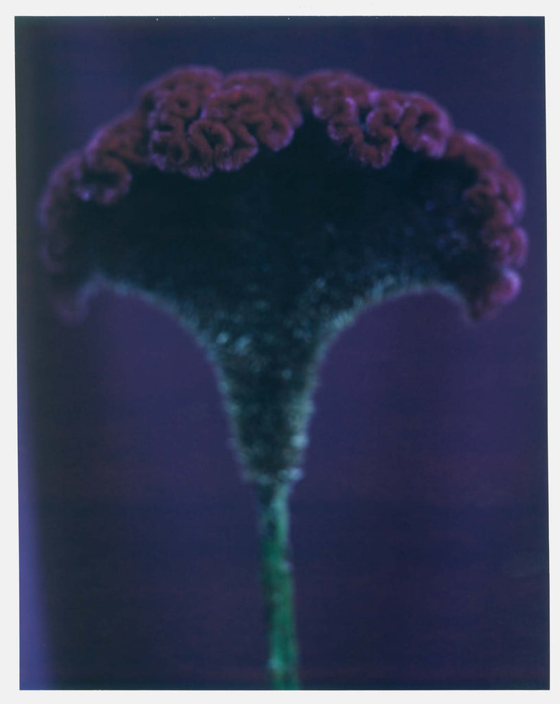 Dracula Celosia, plants, flower, purple, film, 8x10, fine art, landscape, nature, gallery wall, diego uchitel, estee stanley, pucci, new york city