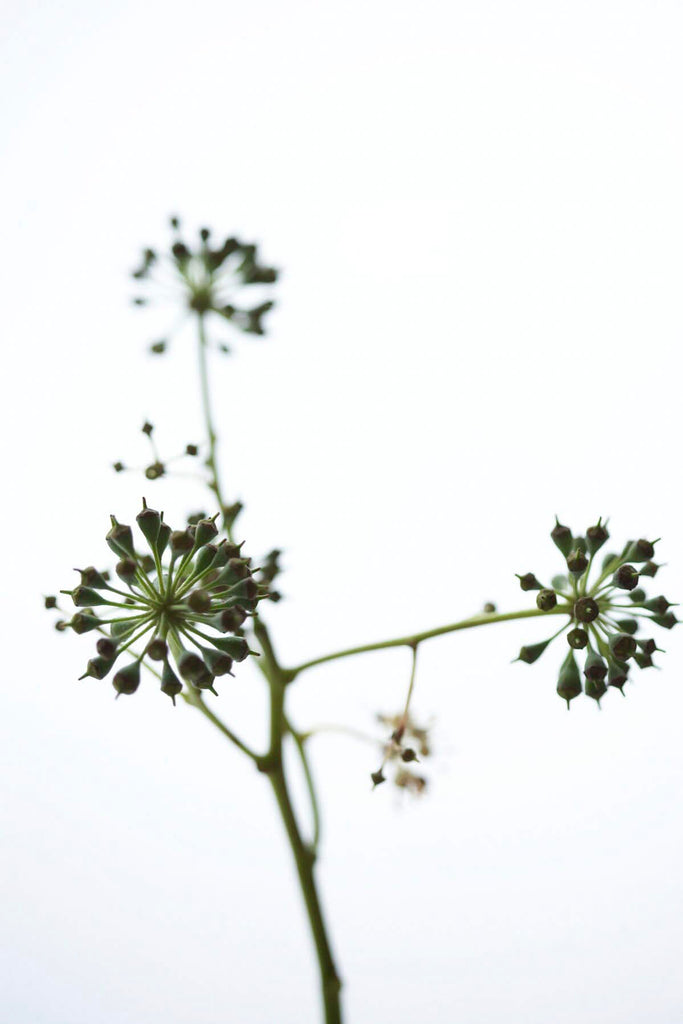 Diego Uchitel, Mark D Sikes, flower, cow parsnip, bloom, fine art