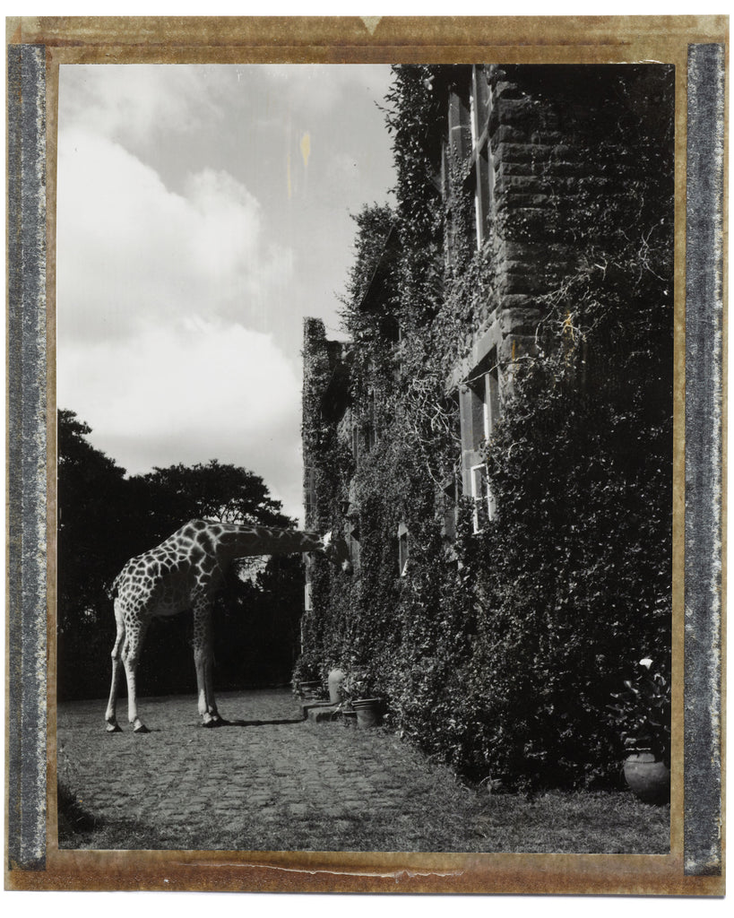 Giraffe, Giraffe Manor, Leanne Ford, Leanne Ford Collection, Polaroid