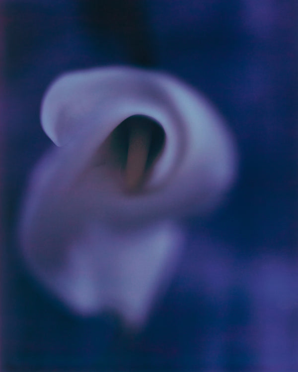 calla lily, blue, purple flower, diego uchitel, fine art, 8x10, polaroid, purple art, large fine art, Diego Uchitel