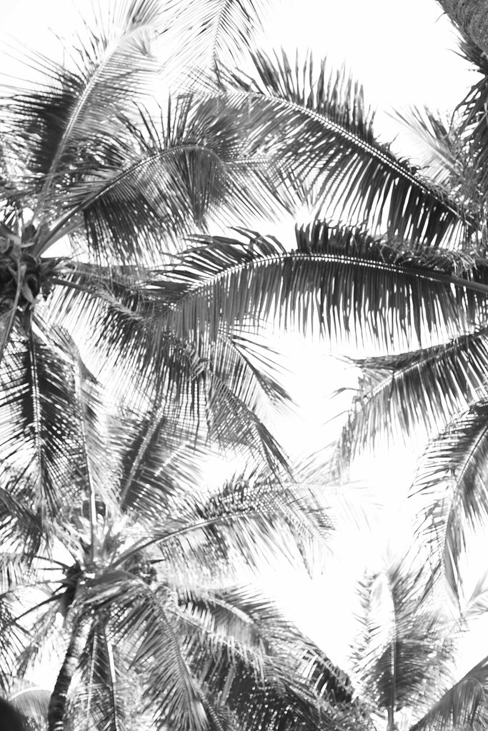 palm trees, sky, black and white, tropical, fine art, sky, diego uchitel
